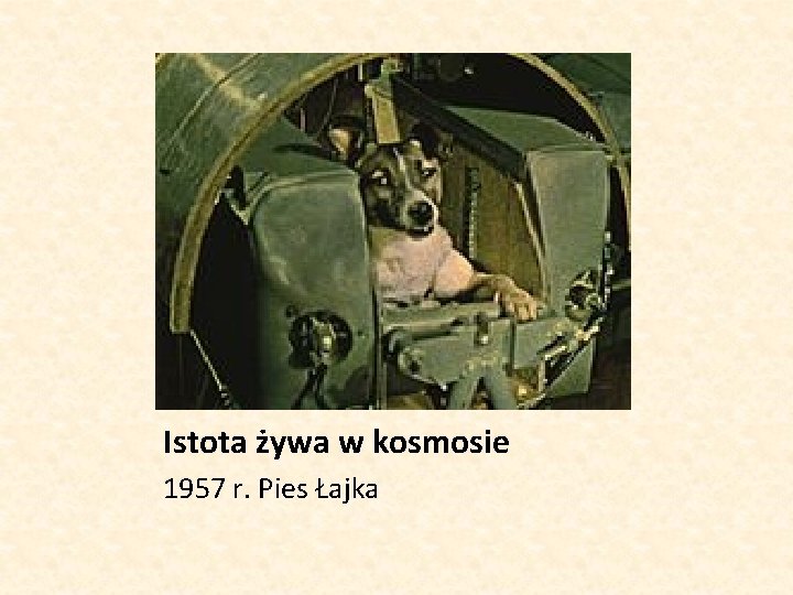 Istota żywa w kosmosie 1957 r. Pies Łajka 