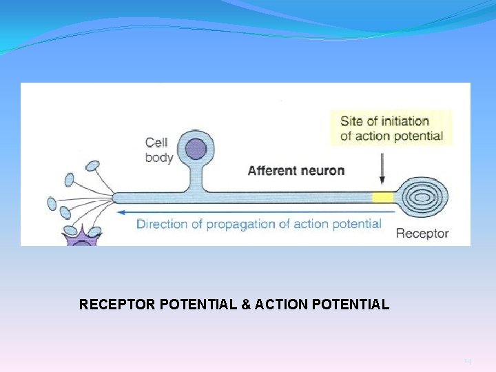 RECEPTOR POTENTIAL & ACTION POTENTIAL 14 