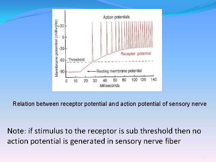 Relation between receptor potential and action potential of sensory nerve Note: if stimulus to
