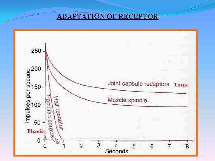 ADAPTATION OF RECEPTOR Tonic Phasic 19 