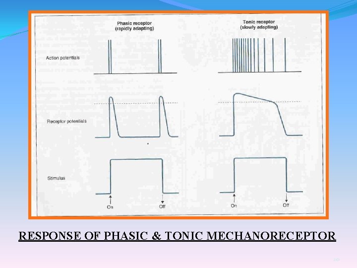 RESPONSE OF PHASIC & TONIC MECHANORECEPTOR 20 