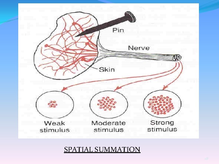 SPATIAL SUMMATION 28 