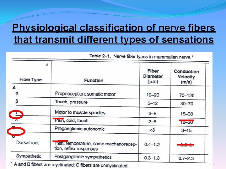 Physiological classification of nerve fibers that transmit different types of sensations 29 