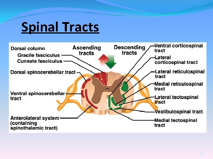 Spinal Tracts 36 
