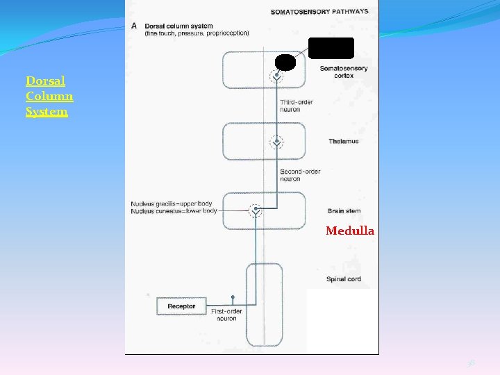 Dorsal Column System Medulla 38 