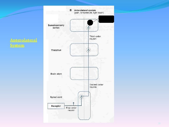 Anterolateral System 39 