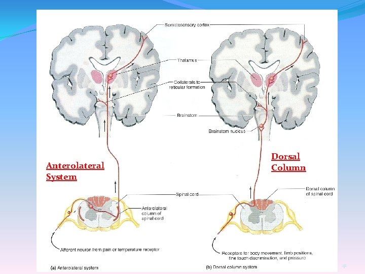 Anterolateral System Dorsal Column 41 