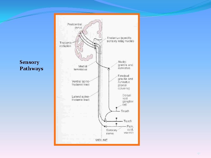 Sensory Pathways 42 