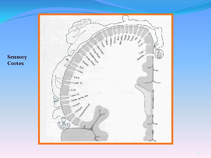 Sensory Cortex 43 