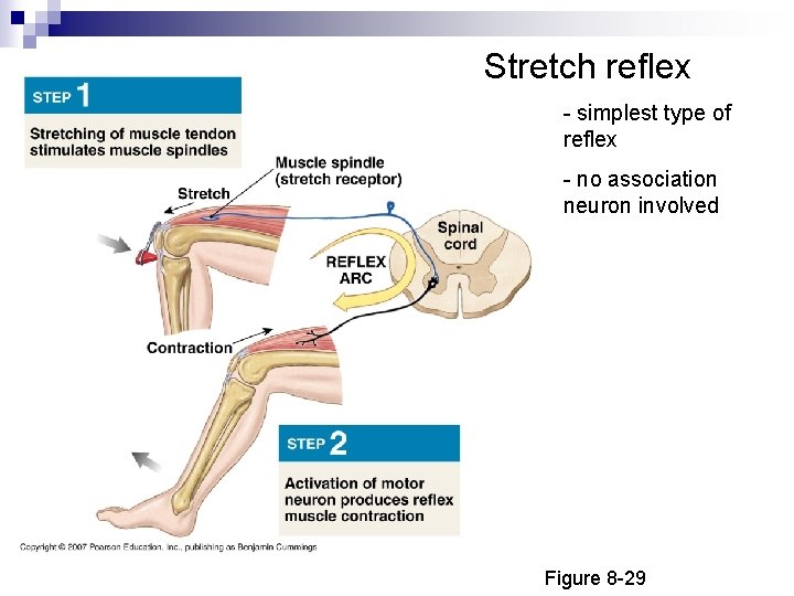 The Nervous System Chapter 8 Overview and Neural