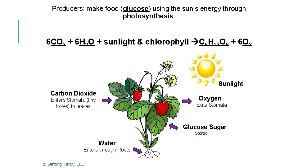 FOOD CHAINS AND FOOD WEBS YOU ARE WHAT