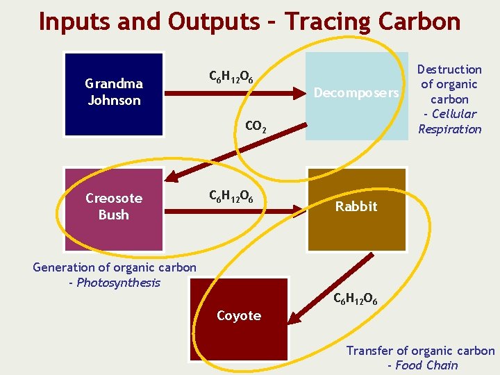 Inputs and Outputs – Tracing Carbon Grandma Johnson C 6 H 12 O 6