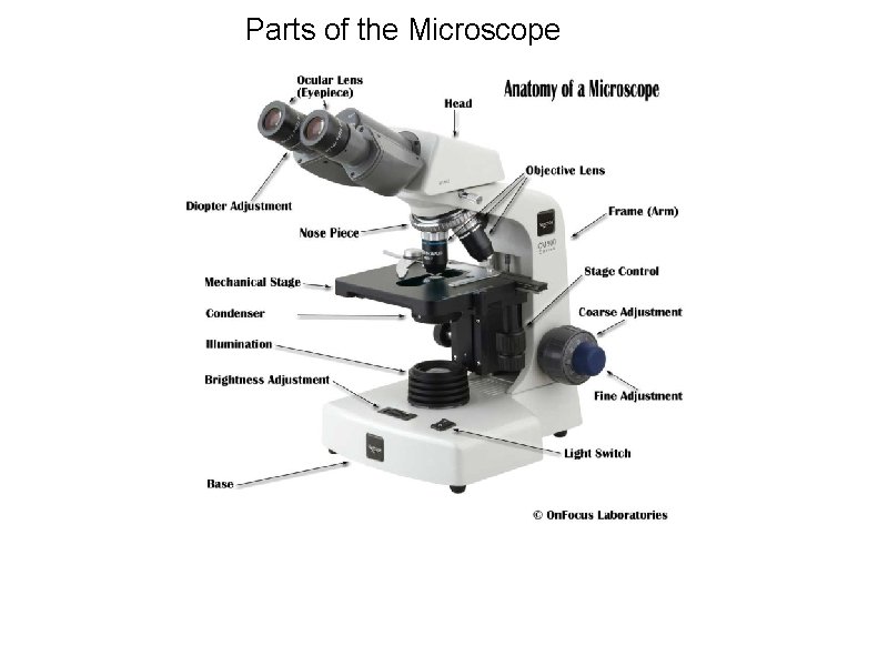 Parts of the Microscope 