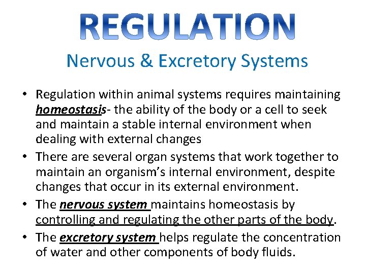 Nervous & Excretory Systems • Regulation within animal systems requires maintaining homeostasis- the ability