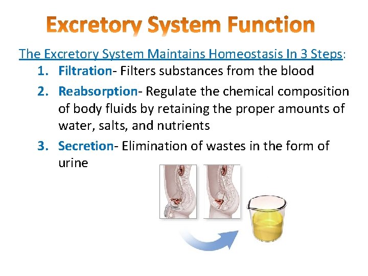 The Excretory System Maintains Homeostasis In 3 Steps: 1. Filtration- Filters substances from the