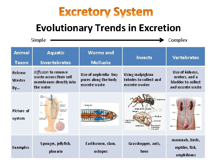 Evolutionary Trends in Excretion Complex Simple Animal Aquatic Worms and Taxon Invertebrates Mollusks Release