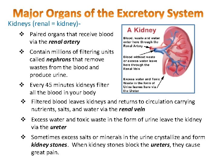 Kidneys (renal = kidney)v Paired organs that receive blood via the renal artery v