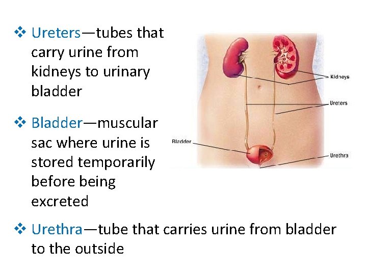 v Ureters—tubes that carry urine from kidneys to urinary bladder v Bladder—muscular sac where