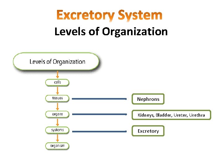 Levels of Organization Nephrons Kidneys, Bladder, Urethra Excretory 