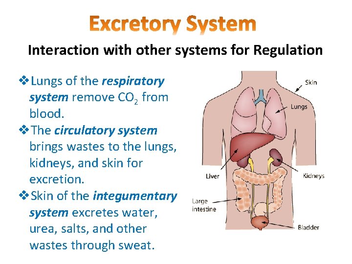 Interaction with other systems for Regulation v. Lungs of the respiratory system remove CO