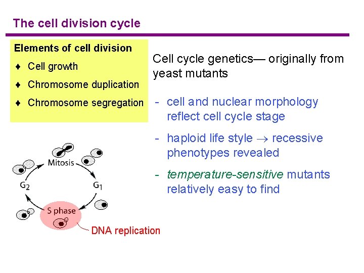 The cell division cycle Elements of cell division ¨ Cell growth ¨ Chromosome duplication