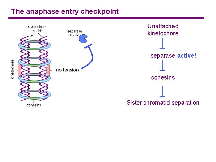 The anaphase entry checkpoint Unattached kinetochore separase active! cohesins Sister chromatid separation 