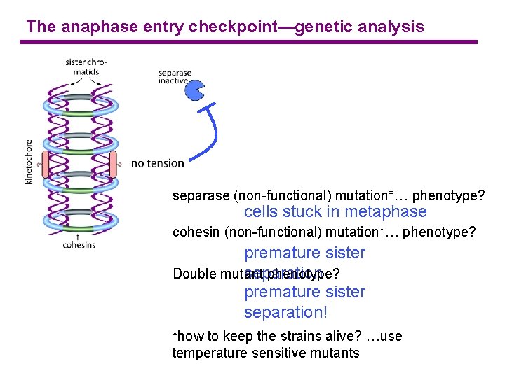 The anaphase entry checkpoint—genetic analysis separase (non-functional) mutation*… phenotype? cells stuck in metaphase cohesin