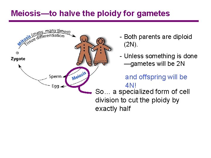 Meiosis—to halve the ploidy for gametes - Both parents are diploid (2 N). -