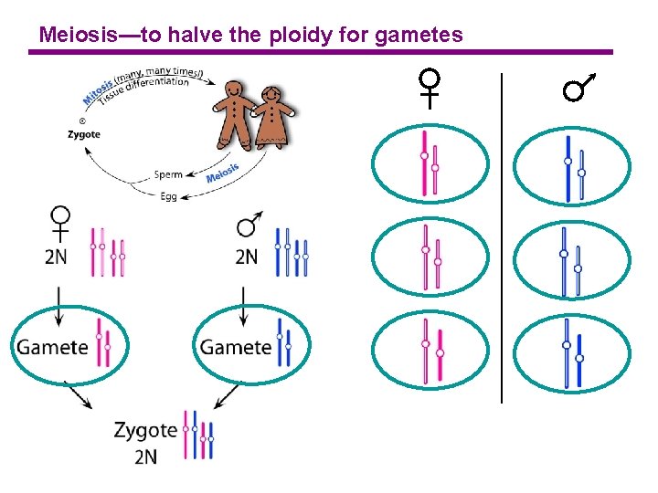 Meiosis—to halve the ploidy for gametes 