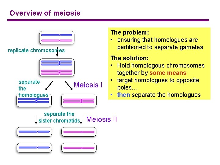 Overview of meiosis The problem: • ensuring that homologues are partitioned to separate gametes