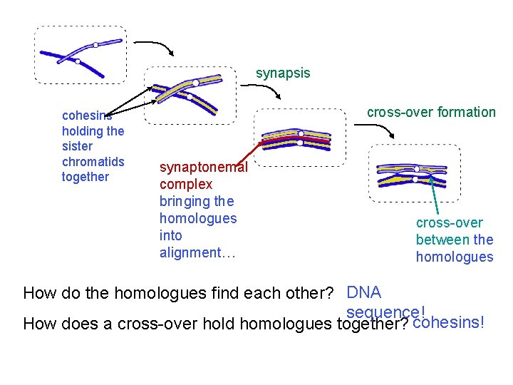 synapsis cohesins holding the sister chromatids together cross-over formation synaptonemal complex bringing the homologues