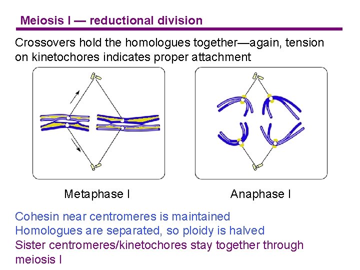 Meiosis I — reductional division Crossovers hold the homologues together—again, tension on kinetochores indicates