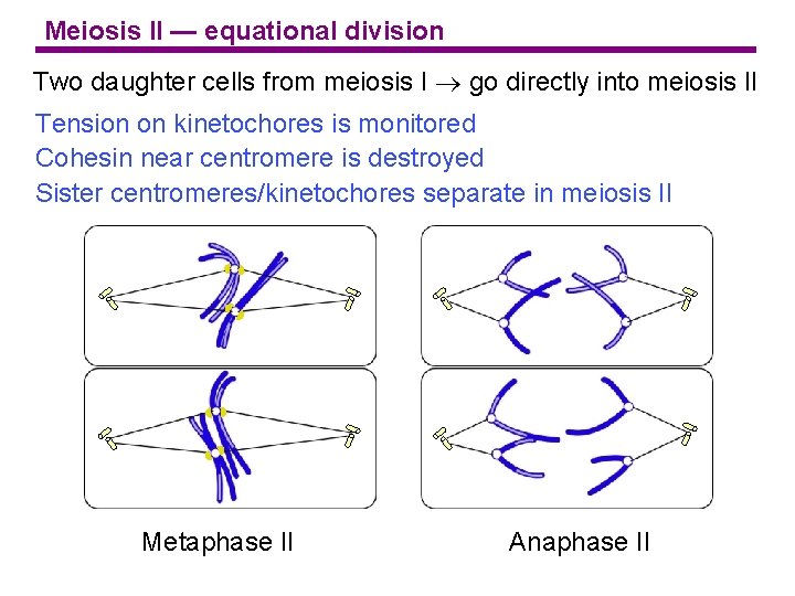 Meiosis II — equational division Two daughter cells from meiosis I go directly into