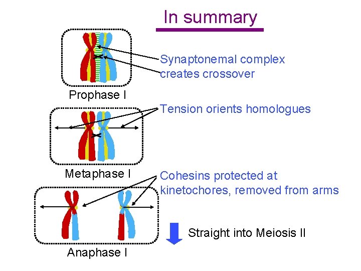 In summary Synaptonemal complex creates crossover Prophase I Tension orients homologues Metaphase I Cohesins