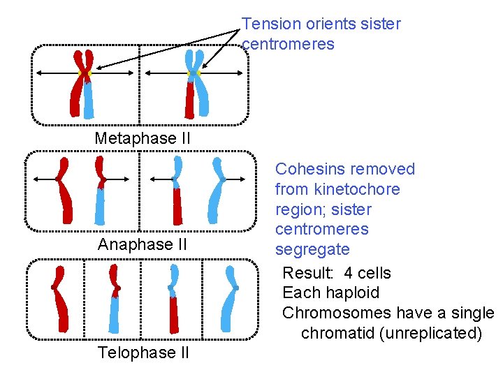 Tension orients sister centromeres Metaphase II Anaphase II Telophase II Cohesins removed from kinetochore