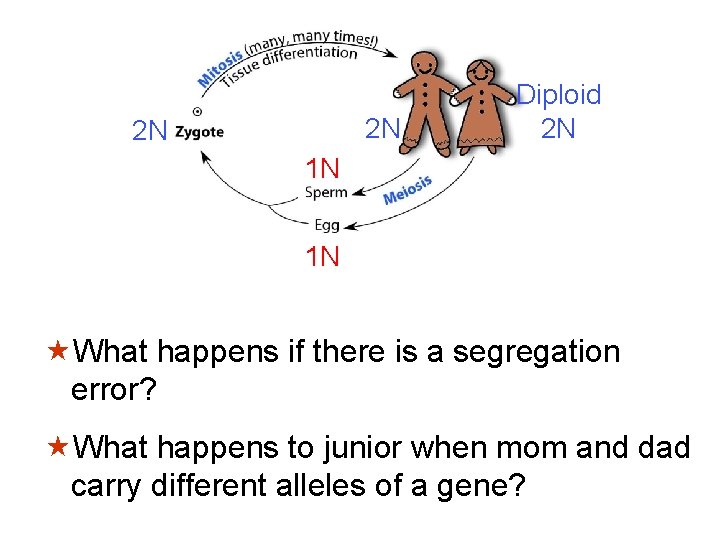 2 N 2 N Diploid 2 N 1 N 1 N «What happens if