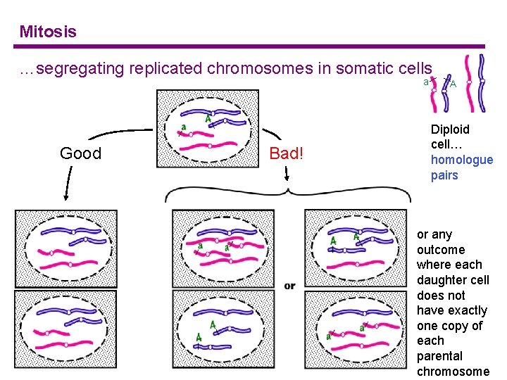 Mitosis …segregating replicated chromosomes in somatic cells a Good Bad! A Diploid cell… homologue