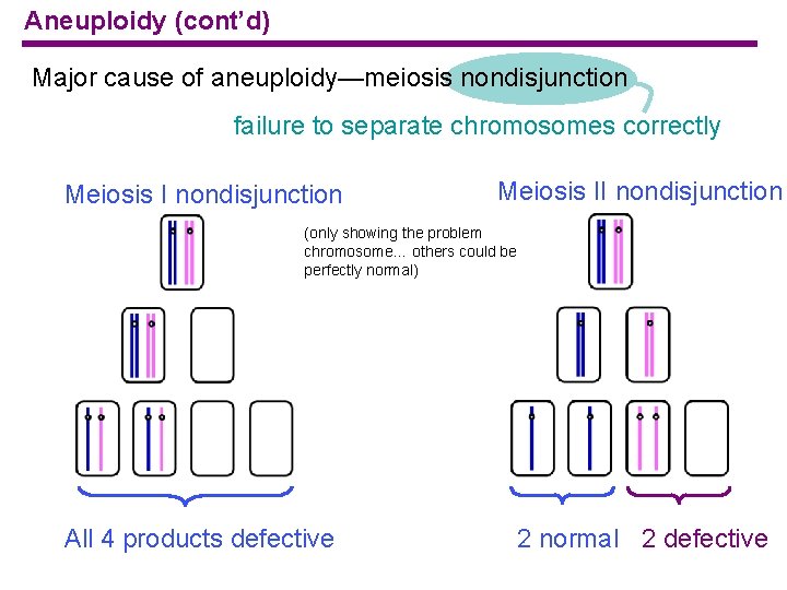 Aneuploidy (cont’d) Major cause of aneuploidy—meiosis nondisjunction failure to separate chromosomes correctly Meiosis I
