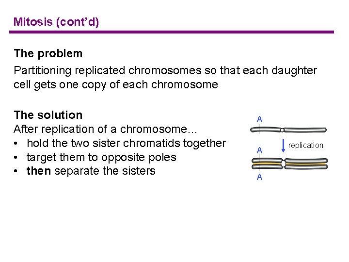 Mitosis (cont’d) The problem Partitioning replicated chromosomes so that each daughter cell gets one