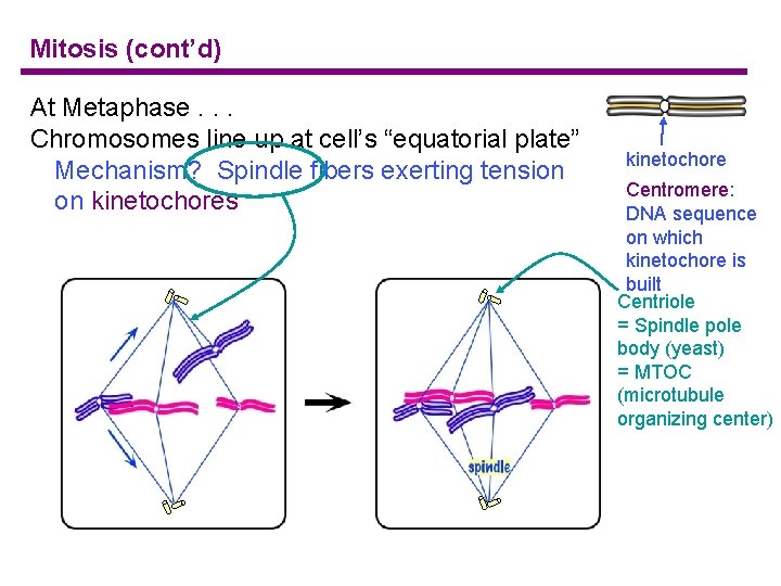 Mitosis (cont’d) At Metaphase. . . Chromosomes line up at cell’s “equatorial plate” Mechanism?