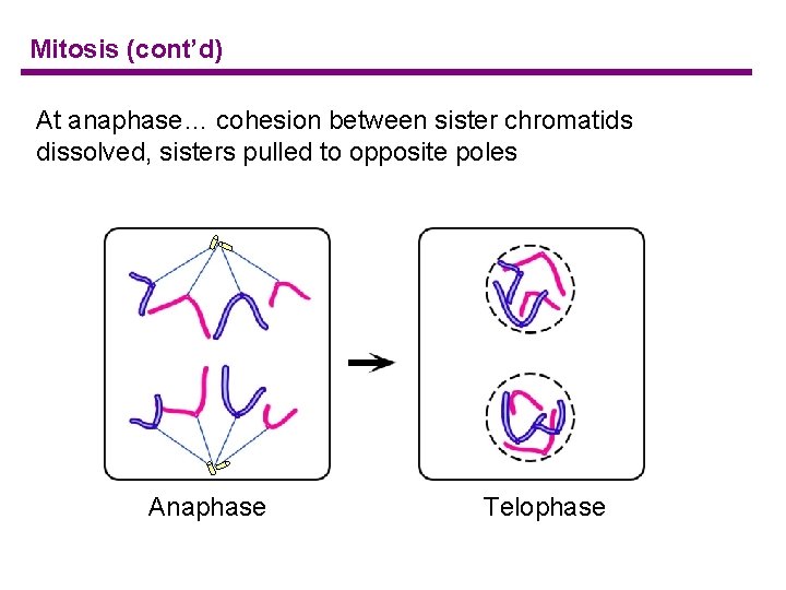Mitosis (cont’d) At anaphase… cohesion between sister chromatids dissolved, sisters pulled to opposite poles