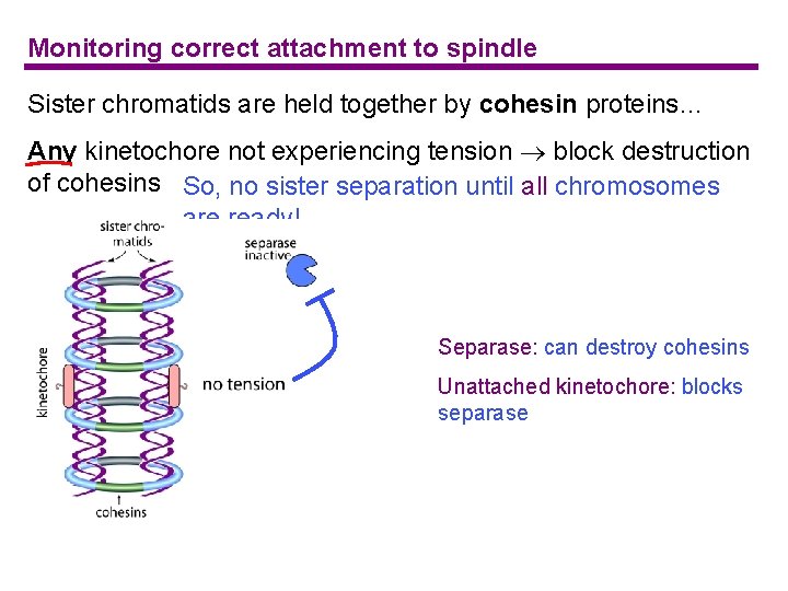 Monitoring correct attachment to spindle Sister chromatids are held together by cohesin proteins… Any