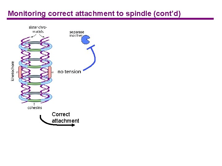 Monitoring correct attachment to spindle (cont’d) Correct attachment 