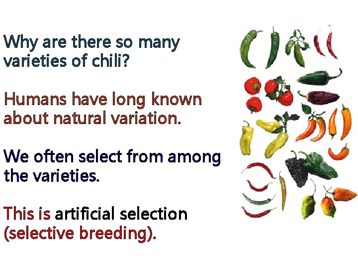 Why are there so many varieties of chili? Humans have long known about natural
