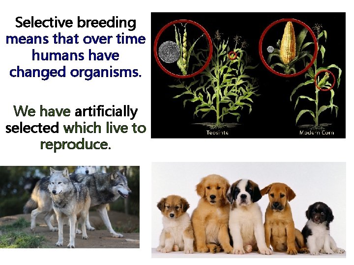 Selective breeding means that over time humans have changed organisms. We have artificially selected