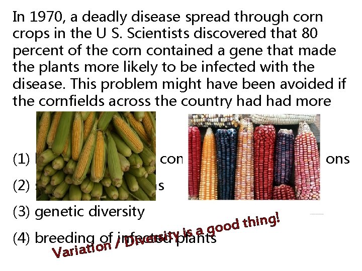 In 1970, a deadly disease spread through corn crops in the U S. Scientists