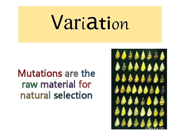 Variation Mutations are the raw material for natural selection 