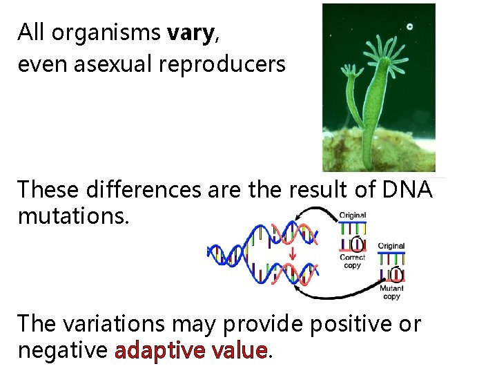 All organisms vary, even asexual reproducers These differences are the result of DNA mutations.