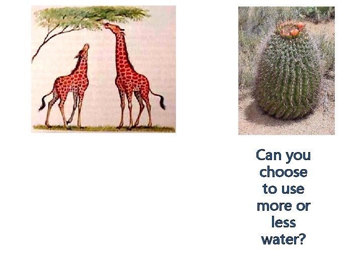 Can you choose to use more or less water? 