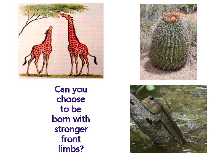 Can you choose to be born with stronger front limbs? 